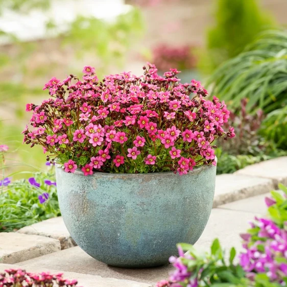 Saxifraga x arendsii 'Marto Rose' 1L - image 2