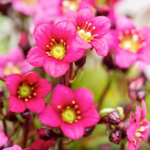 Saxifraga x arendsii 'Marto Rose' 1L - image 3