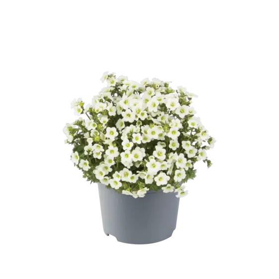 Saxifraga x arendsii 'Marto White' 1L - image 1