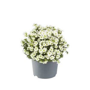 Saxifraga x arendsii 'Marto White' 1L - image 1