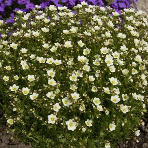 Saxifraga x arendsii 'Marto White' 1L - image 2