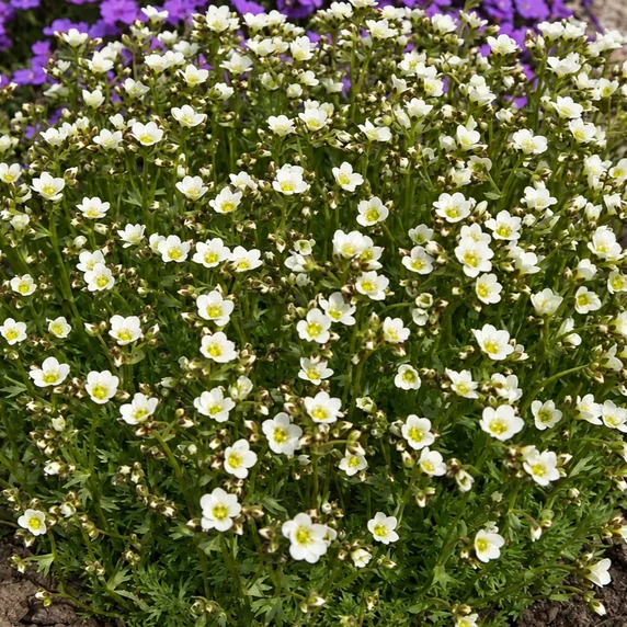 Saxifraga x arendsii 'Marto White' 9cm