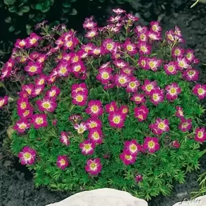 Saxifraga x arendsii 'Peter Pan'