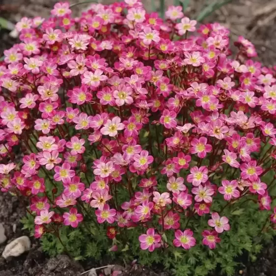 Saxifraga x arendsii 'Pixi Pan Red' 1L