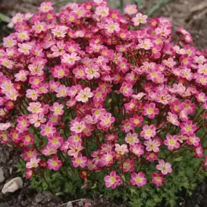 Saxifraga x arendsii 'Pixi Pan Red' 1L