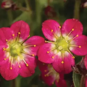 Saxifraga x arendsii 'Pixie Rose' 9cm