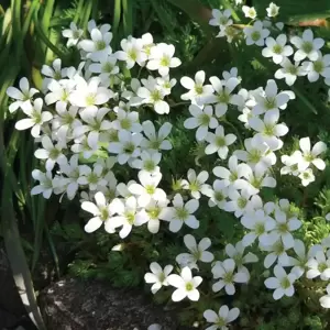 Saxifraga x arendsii 'Pixie White' 2L