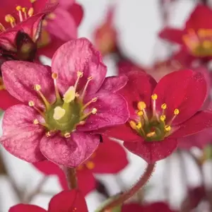 Saxifraga x arendsii 'Saxony Red' 1L