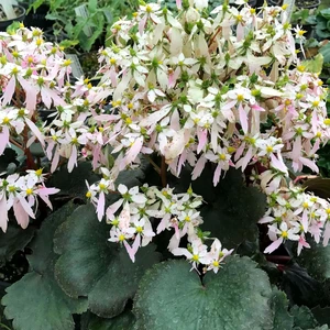 Image Credit: Denis Plants