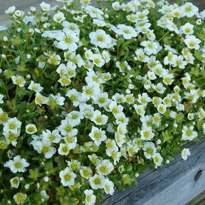 Saxifraga So Saxy 'Apple White' 9cm