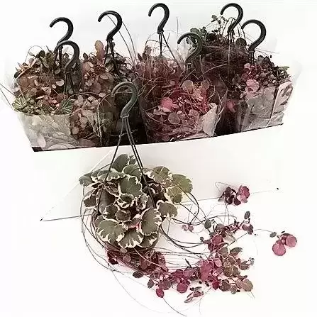 Saxifraga stolonifera deals
