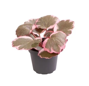Saxifraga stolonifera 'Tricolor' 6cm