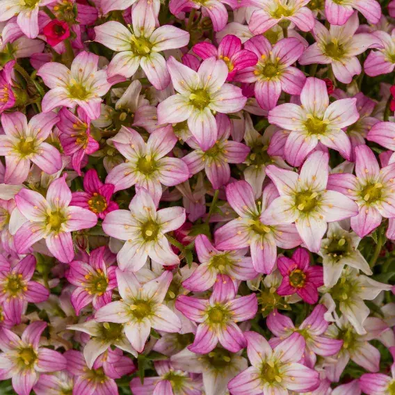 Saxifraga x arendsii 'Touran Pink' 1L
