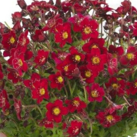 Saxifraga x arendsii 'Touran Red'