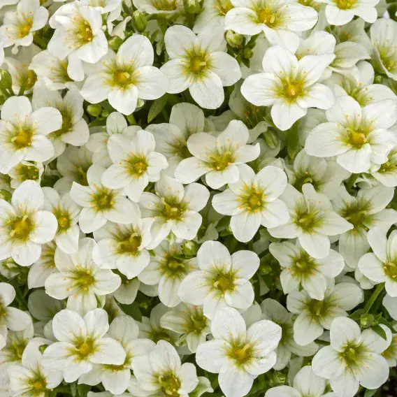 Saxifraga x arendsii 'Touran White' 1L