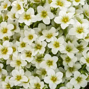 Saxifraga x arendsii 'Touran White' 1L