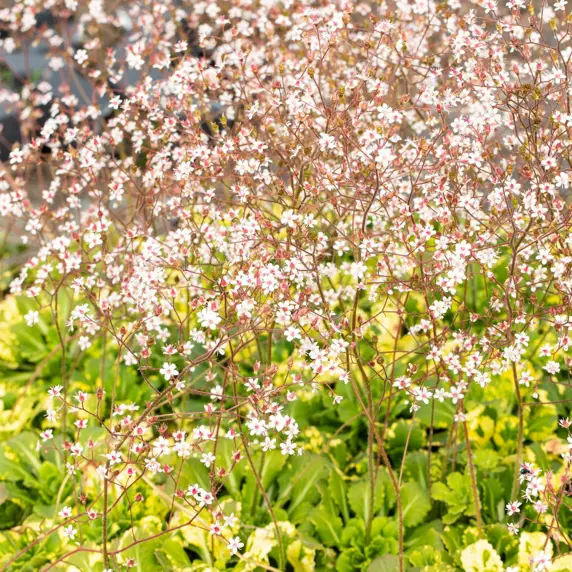 Saxifraga umbrosa 'Variegata' - image 1