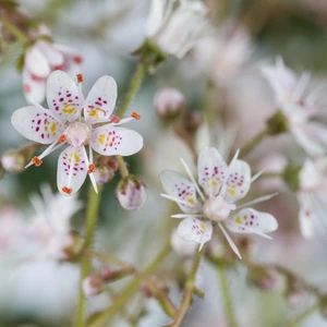 Saxifraga umbrosa 'Variegata' - image 2