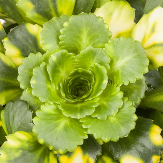 Saxifraga umbrosa 'Variegata' - image 3