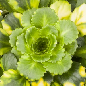 Saxifraga umbrosa 'Variegata' - image 3