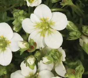 Saxifraga x arendsii 'White Star' 9cm