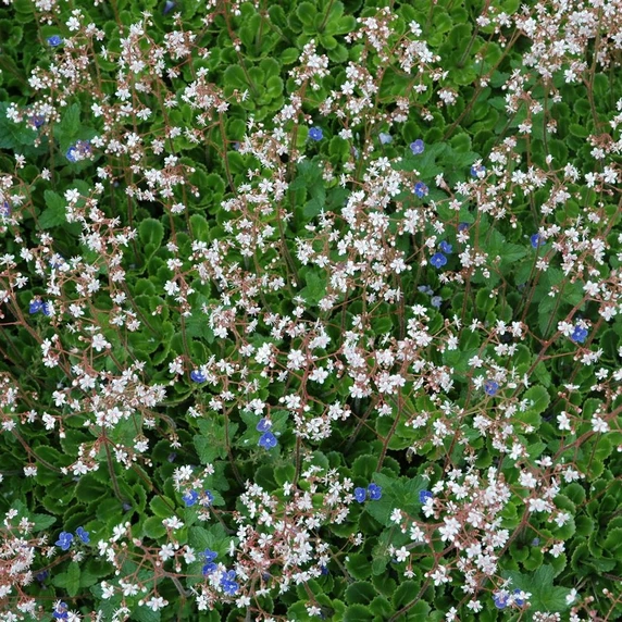 Saxifraga x urbium - image 2