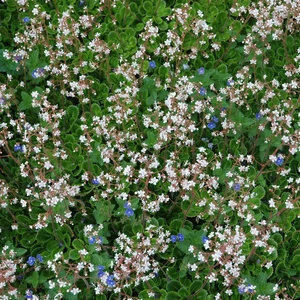 Saxifraga x urbium - image 2