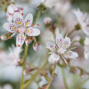 Saxifraga x urbium - image 3