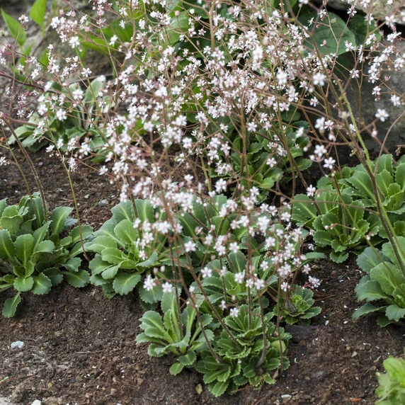 Saxifraga x urbium - image 1