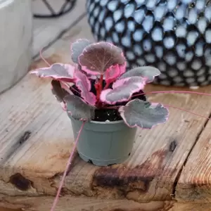 Saxifraga x urbium 'Variegata' - image 1