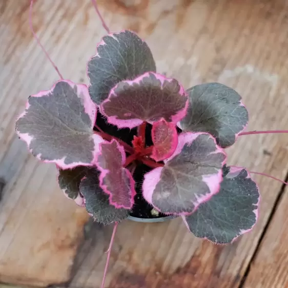 Saxifraga x urbium 'Variegata' - image 2