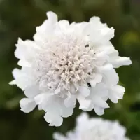 Scabiosa