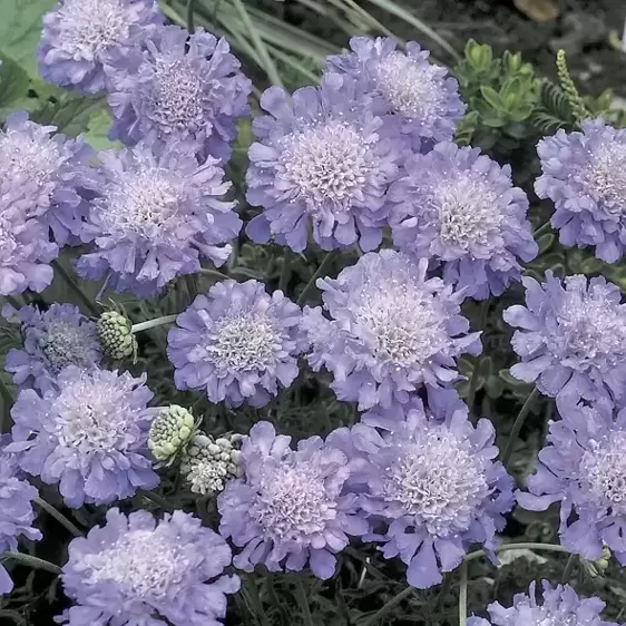 Scabiosa 'Butterfly Blue' 2L - image 2