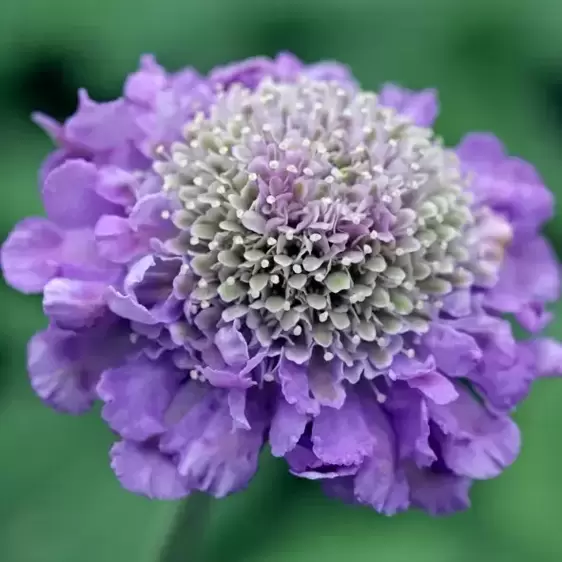 Scabiosa 'Butterfly Blue' 2L - image 1