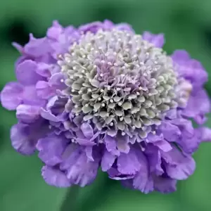 Scabiosa 'Butterfly Blue' 1L - image 1