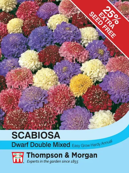 Scabiosa Dwarf Double Mixed - image 1