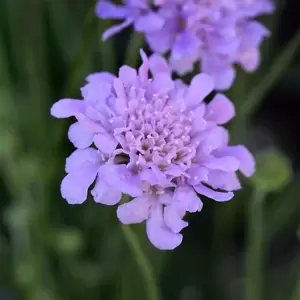 Scabiosa 'Flutter Deep Blue' 2L
