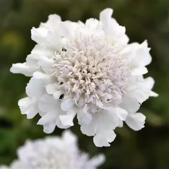 Scabiosa 'Flutter Pure White' 1L