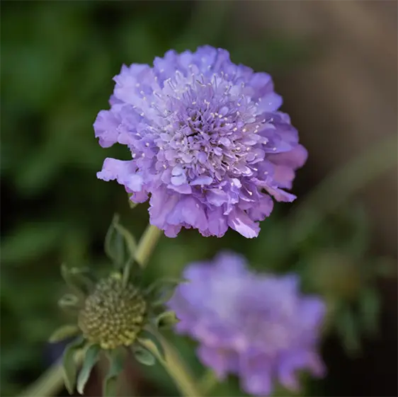 Picture - Genesis Plant Marketing
