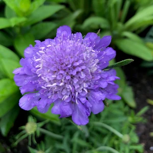 Picture - Genesis Plant Marketing
