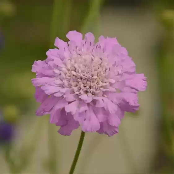 Scabiosa incisa 'Kudo Pink' 3L