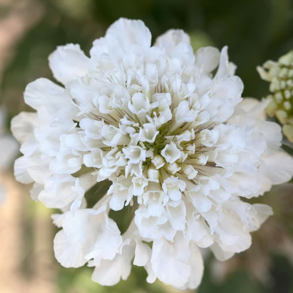 Scabiosa incisa 'Kudo White' 1L