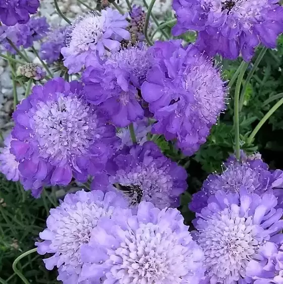 Scabiosa columbaria 'Mariposa Blue' 2L