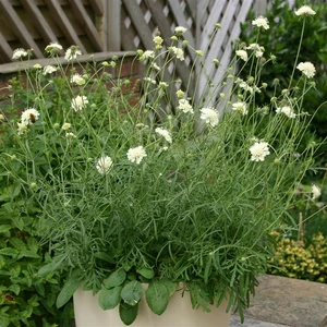 Image Credit: Kernock Park Plants