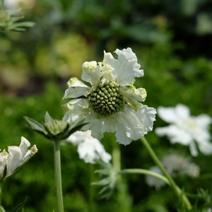 Scabiosa caucasia 'Perfecta Alba' 2L