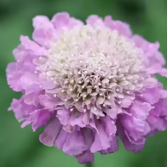 Scabiosa 'Pink Mist' 1L - image 1