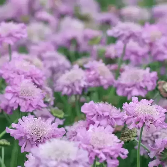 Scabiosa 'Pink Mist' 2L - image 2