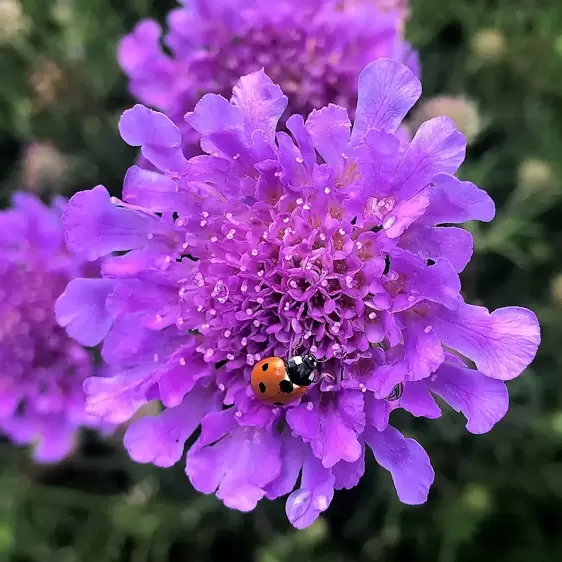 Scabiosa 'Vivid Violet' 1L - image 1