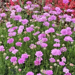 Scabiosa 'Vivid Violet' 1L - image 2