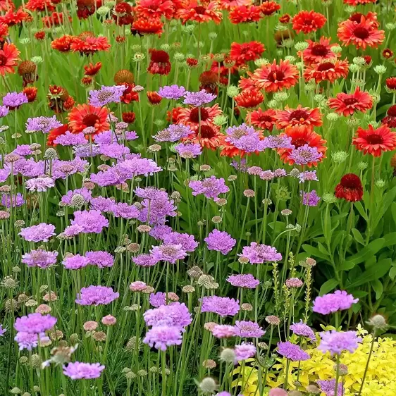 Scabiosa 'Vivid Violet' 1L - image 3